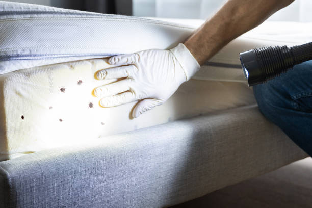 Best Pest Control Near Me in Glen Burnie, MD