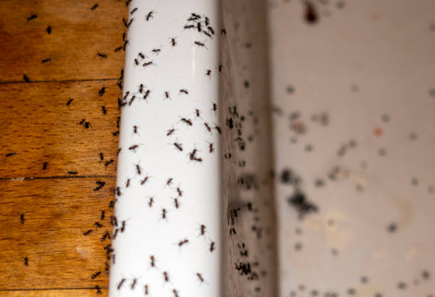Professional Pest Control in Glen Burnie, MD